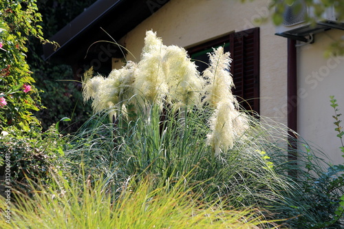 Pampas grass or Cortaderia selloana perennial flowering plant growing like large bush with long and slender dark green leaves with sharp edges and cluster of flowers in a dense white panicle tall stem photo