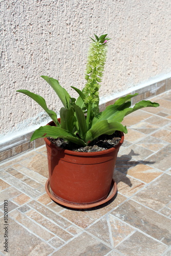 Pineapple lily or Eucomis or Pineapple flowers bulbous perennial flowering plant with basal rosettes of leaves with stout stem covered in star shaped flowers with a tuft of green bracts at the top