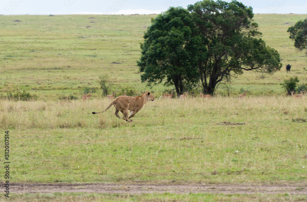 A lioness walking in the plains of Africa inside Masai Mara National Reserve during a wildlife safari