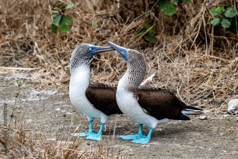 Blue-footed Booby (sula nebouxii) on Isla de la Plata, Ecuador Blue-footed Booby (sula nebouxii) on Isla de la Plata, Ecuador