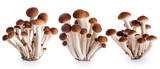 Honey mushrooms (fungi) isolated on white background.