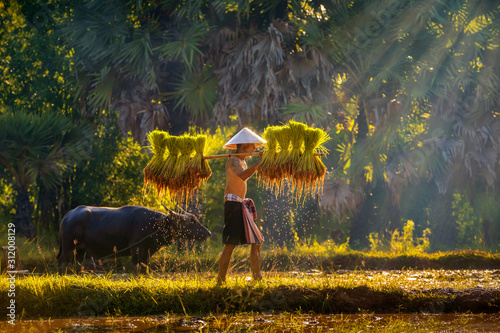 Farmers are carrying seedlings. People in the community are working together to bring rice together With the buffalo resting from the plowing behind. Life of Southeast Asia in rice fields  Thailand.