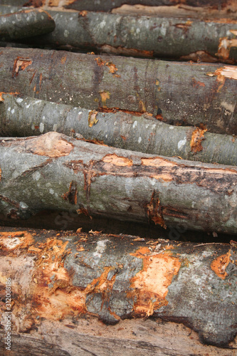 Fototapeta Naklejka Na Ścianę i Meble -  Wooden logs in the garden. Chopped tree trunks cut and stacked.