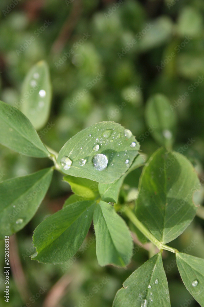 Fresh green Alfalfa plants in the field covered by raindrops or dew. Medicago sativa cultivation Fresh green Alfalfa plants in the field covered by raindrops or dew. Medicago sativa cultivation