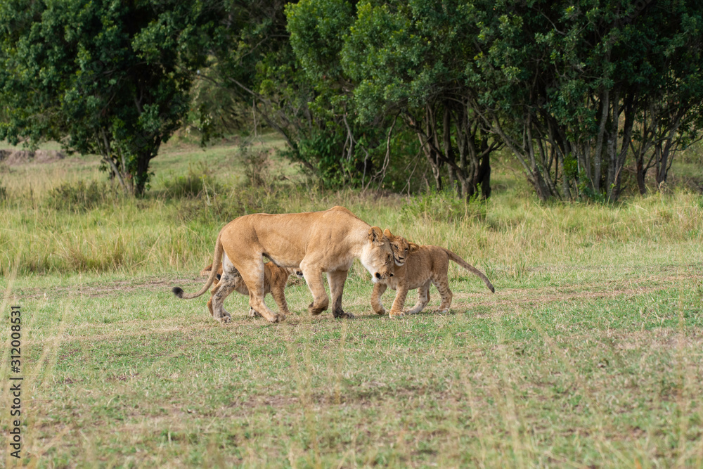 Lion cubs playing in the plains of Africa inside Masai Mara National Reserve during a wildlife safari Lion cubs playing in the plains of Africa inside Masai Mara National Reserve during a wildlife safari