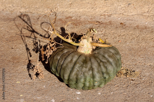 Top view of Marina di Chioggia squash or Chioggia sea pumpkin or Zucca Barucca or Zucca santa round short squash with dark green to gray blue skin and slight vertical ridging almost completely covered photo