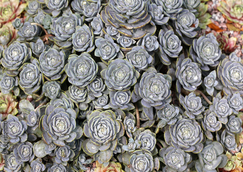 Orostachys iwarenge