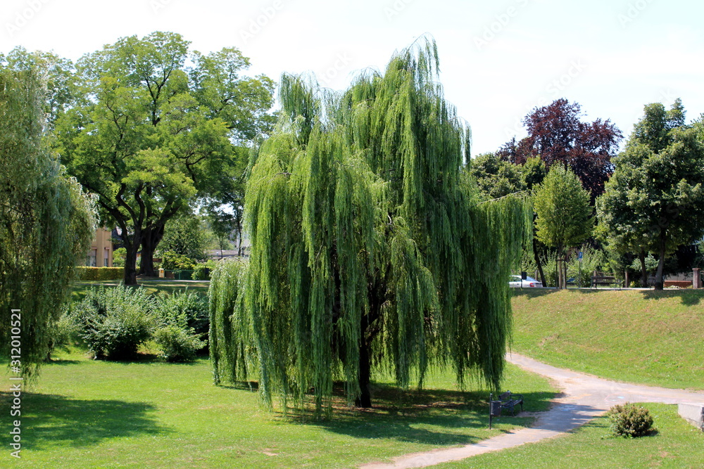 Fototapeta premium Weeping willow or Salix babylonica or Babylon willow tall old tree with dense fresh green leaves surrounded with grass and other trees in local public park on warm sunny summer day