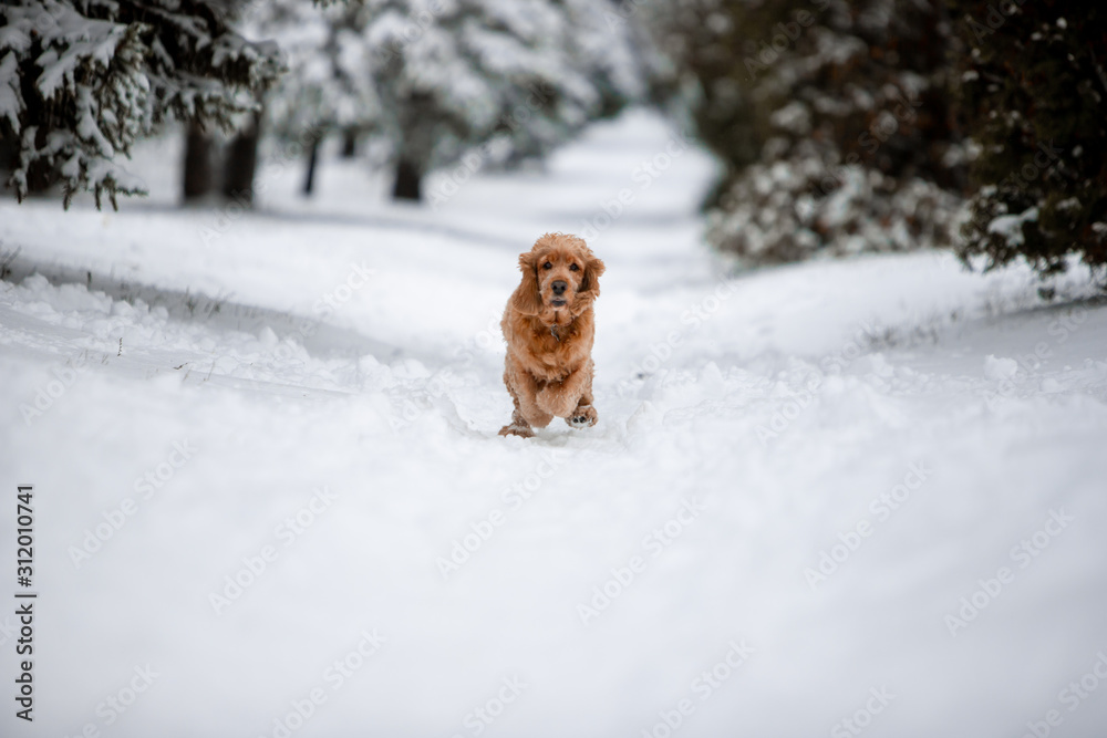 spaniel dog in winter forest