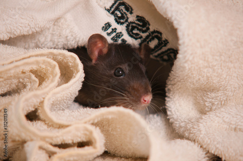 Aska the rat