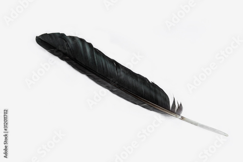 Feather, Duck - Bird, White Background, Cut Out, Quill Pen
