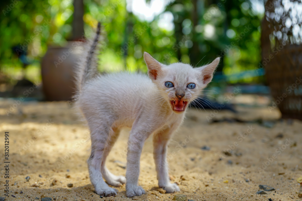 Portrait of Siamese kitten walking on the ground, close up Thai cat Portrait of Siamese kitten walking on the ground, close up Thai cat