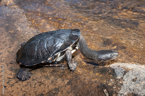 Australian Eastern Long-necked Turtle photo