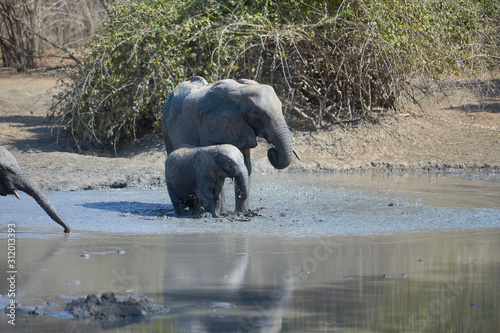Elephants in Mana Pools National Park  Zimbabwe
