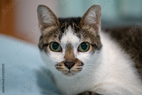 Close up white cat with spot and big eyes, portrait of Thai cat 