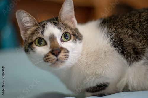 Close up white cat with spot and big eyes, portrait of Thai cat 