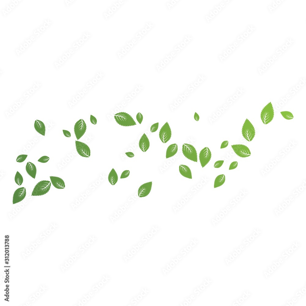 Mint leaf Background Mint leaf Background