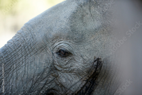 Elephant eye. Mana Pools National Park, Zimbabwe