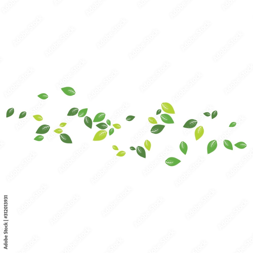 Mint leaf Background Mint leaf Background
