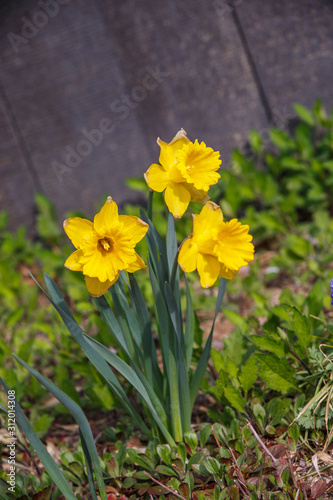 a flowerbed yellow daffodil