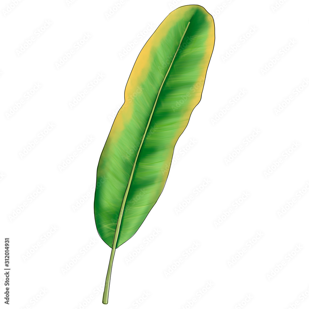 Tropical Leaves Isolated On A White Background Hand Drawn Illustration Tropical Leaves Isolated On A White Background Hand Drawn Illustration
