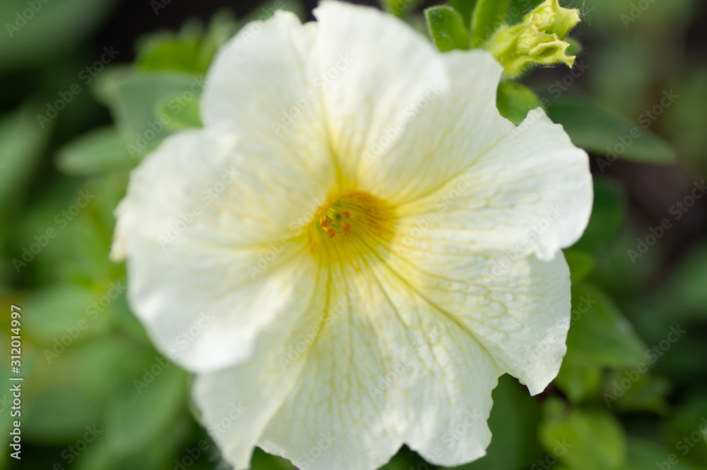 Petunia , Close up of Petunia flowers. White petunia flower and blurred background