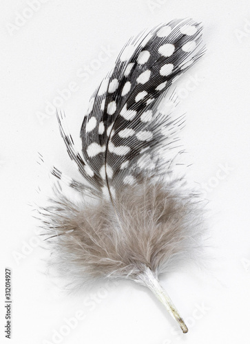 Beautiful feather rare bird  close-up on the white background.