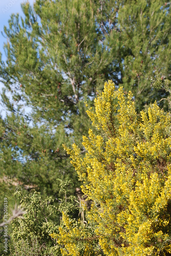 Naklejka premium Pine Trees in Valencia Spain