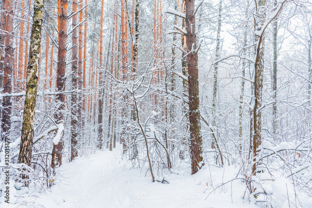 Beautiful winter in pine forest. Winter lanscape with heavy snowfall. Beautiful winter in pine forest. Winter lanscape with heavy snowfall.