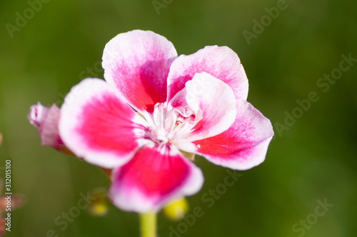 Pelargonium Pink flower, close up. Rose Geranium, pink blossom with purple strips. Scented Pelargonium Graveolens is plant in the family Geraniaceae. Blurred background.