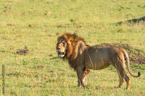 A male lion standing among high grasses inside Masai Mara National Reserve during a wildlife safari