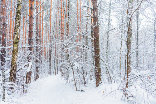 Beautiful winter in pine forest. Winter lanscape with heavy snowfall. © maxandrew