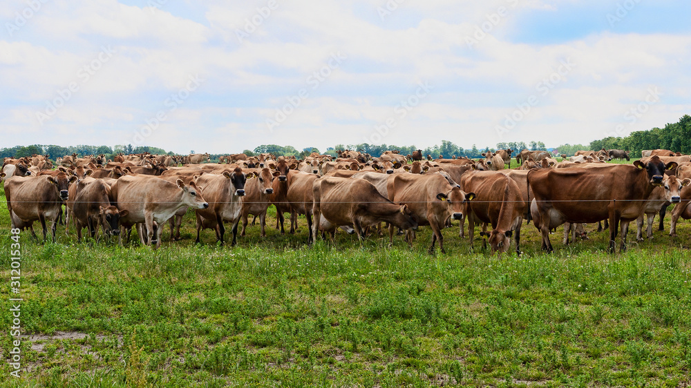 Obraz premium Jersey Cows