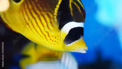 bright tropical fish on a blue background, multi-colored marine fish in the aquarium. Underwater life portrait 