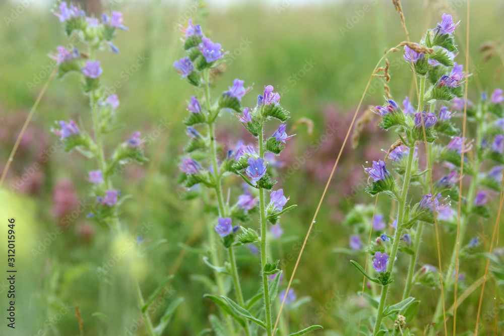 texture of beautiful wild violet flowers