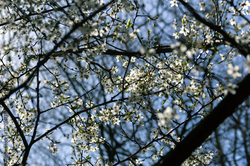 A tree in full bloom early spring in Sweden