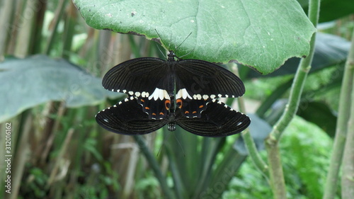 Mariposas negras apareandose  photo