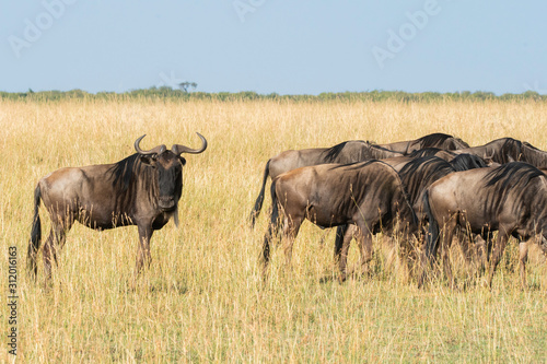 A herd of wildebeest grazing in the plains of Africa inside Masai Mara National Reserve during a wildlife safari