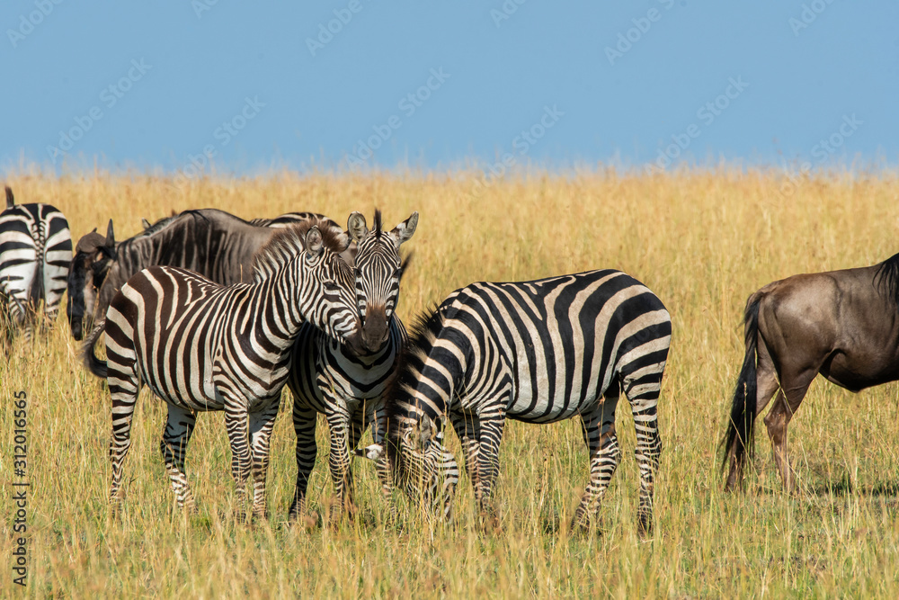 Fototapeta premium A herd of Zebras grazing in the grasslands of Masai Mara National Reserve during a wildlife safari