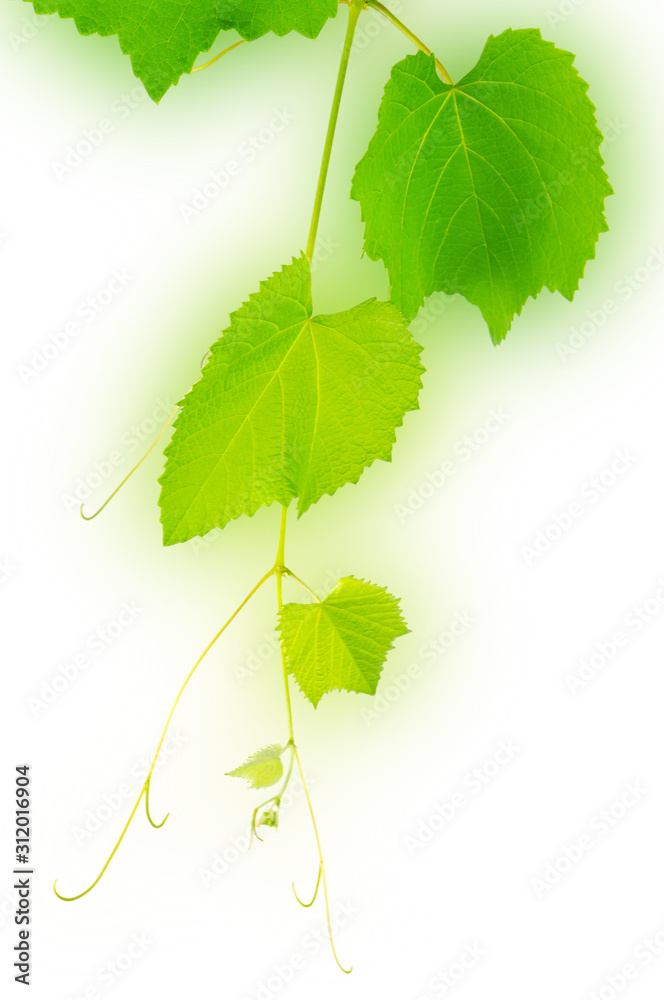 Fototapeta premium grape leaves isolated on white background