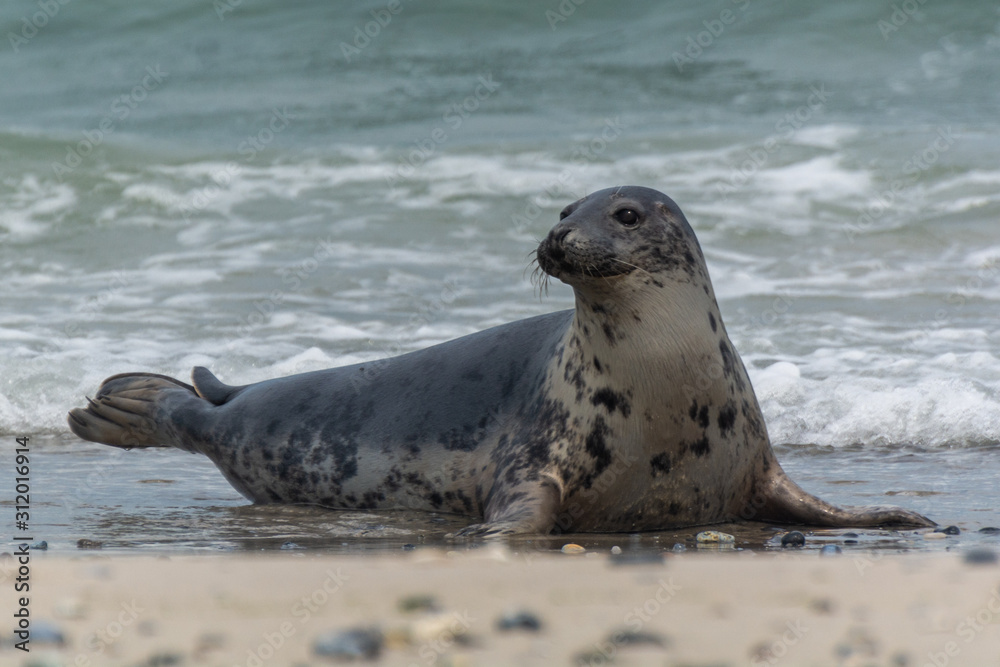 Fototapeta premium Seehund auf der Düne von Helgoland