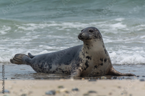 Seehund auf der Düne von Helgoland