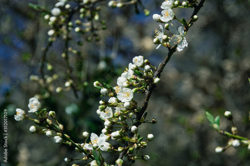 Beautiful white flowers on a branch during early spring in Sweden Beautiful white flowers on a branch during early spring in Sweden