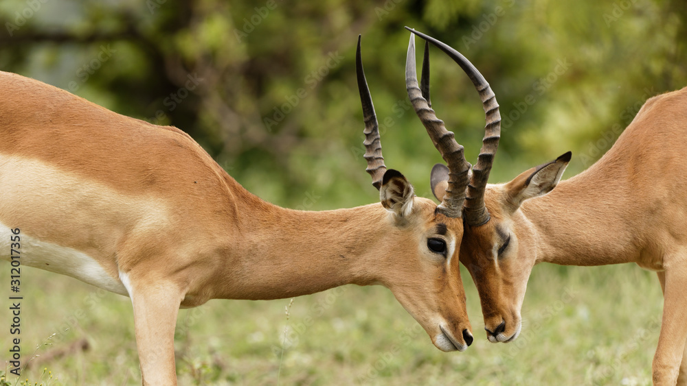 Naklejka premium Sweet and Tender moment between two adult male impalas
