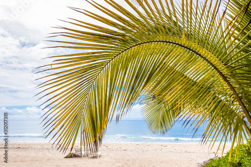 palm tree on the beach, Boucan Canot, Réunion Island  © Unclesam