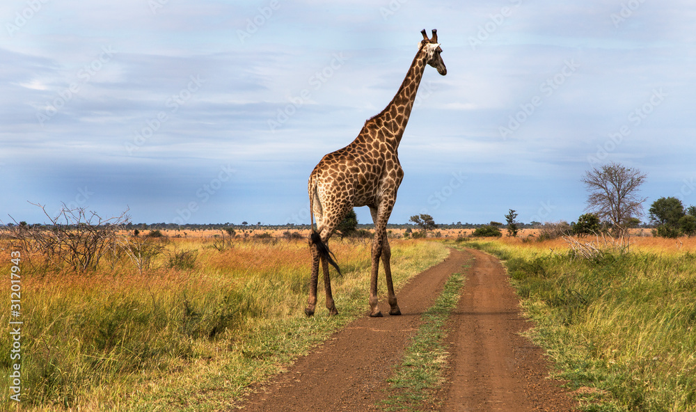 Obraz premium Giraffe in the Kruger National Park, South Africa 
