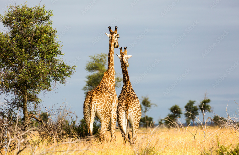 Fototapeta premium Giraffe in the Kruger National Park, South Africa 