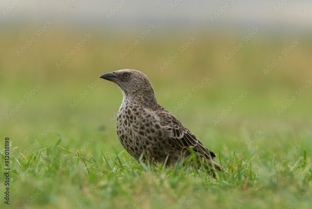 A lark resting on the ground in the grassland inside Masai Mara National Reserve during wildlife safari A lark resting on the ground in the grassland inside Masai Mara National Reserve during wildlife safari
