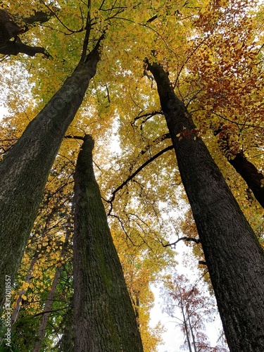 autuno alberi ..trees