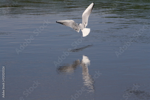 A Seagull Flying over the River